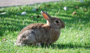 Hase in der Sonne