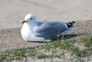 Möwe genießt die Sonne