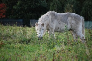 Pony bei der Futtersuche