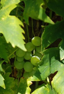 weinrebe Weinrebe
