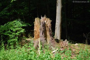 Was vom Sturm übbrigblieb.