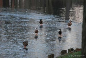 Enten auf Eis