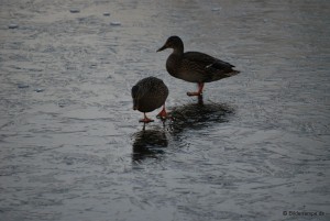 Enten auf Eis