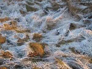 Rauhreif auf trockenem Gras