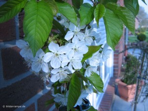 Kirschblüten