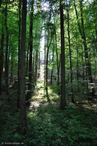 Wald im Sonnenschein