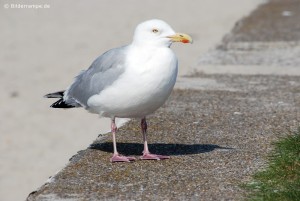 Möwe in der Sonne