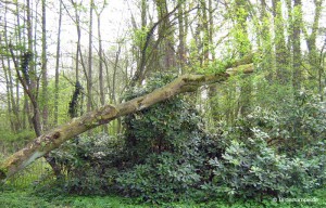 gruen2 Urwald