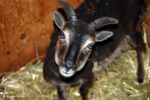 Ziegenblick Ziegenblick