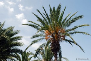 Im Urlaub Palmen fotografieren