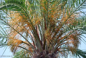 Palme mit Samen