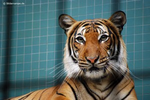 Tiger im Zoo Berlin