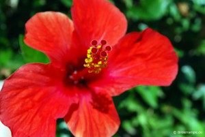 Rote Blüte mit Blütenstengel