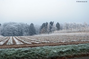 Feld