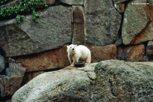 Knut im viel zu kleinen Gehege