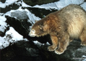 Dezember 2010: Knut im Bärengehege