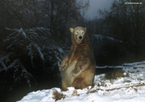 Dezember 2010: Knut in seinem Element