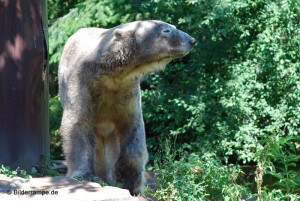 September 2010: Knut ist schon mächtig gewachsen