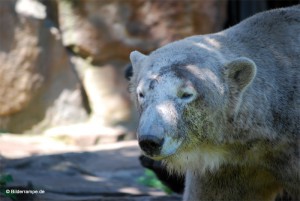 Tschüß Knut.