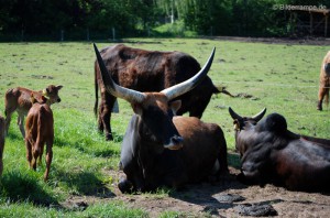 Stier oder Ochse?