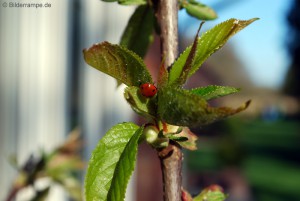 Marienkäfer auf Kirschbaum