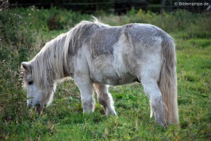 Pony beim Grasen