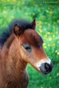 Der Blick des Ponys