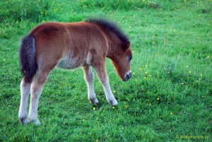 Ponyfohlen auf einer Wiese