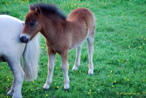 Pony sucht Nähe