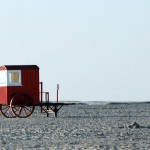 Möwen auf Borkum