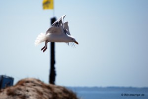 Möwe im Anflug