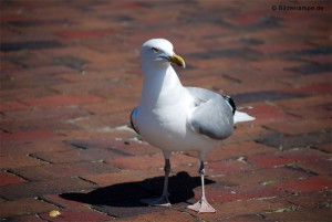 Stolzer Blick einer Möwe