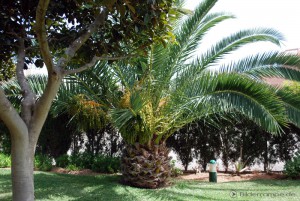 Palme im sommerlichen Garten