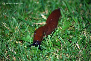 nachtschnecke1 Nacktschnecke