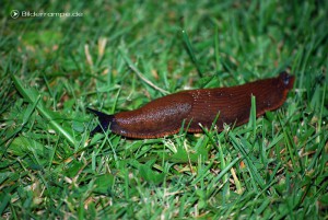 Nacktschnecke