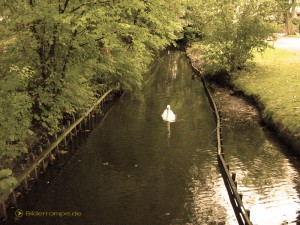 Ein Schwan zieht einsam seine Bahn