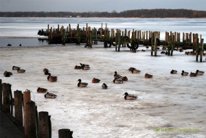 Enten eingefroren