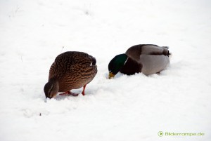 Enten im Schnee