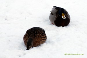 Schnee am Schnabel