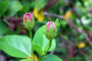 fruehling_2012 Die ersten Knospen