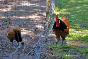 bauernhof_hahn_huhn Der Hahn auf dem Bauernhof