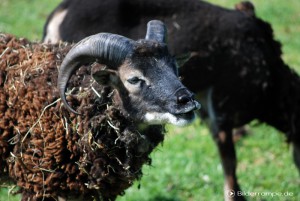 Schafe auf dem Bauernhof