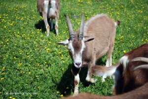 Ziegen auf der Wiese