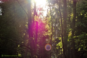 Die Sonne schimmert durch die Wipfel