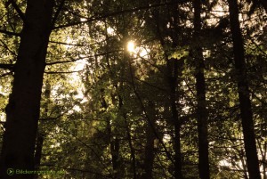 Sonnenschein im Wald