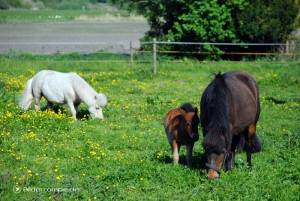 Pony Familie