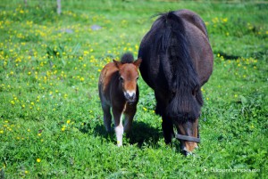 Pony Fohlen mit Stute beim Grasen