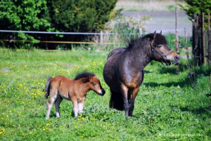 Ponys auf der Wiese