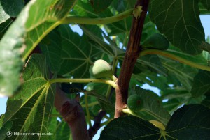 Frucht am Feigenbaum