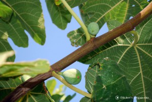feigenbaum_unreif unreife Früchtchen
